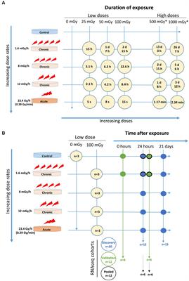 Short- and long-term effects of radiation exposure at low dose and low dose rate in normal human VH10 fibroblasts